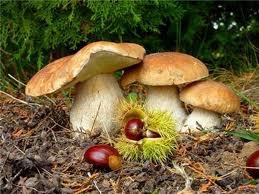 №255857 - лес, грибы, осень - оригинал