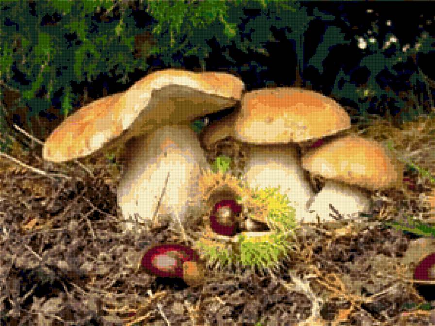 №255857 - грибы, осень, лес - предпросмотр