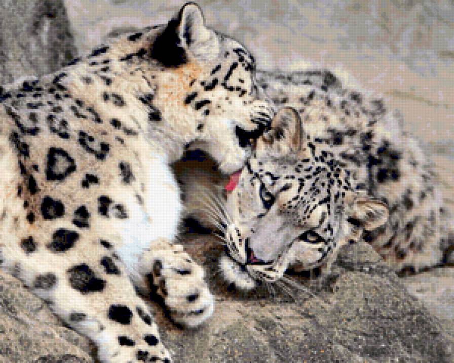 Нежность - животные, барсы, пара, большие кошки, кошки - предпросмотр