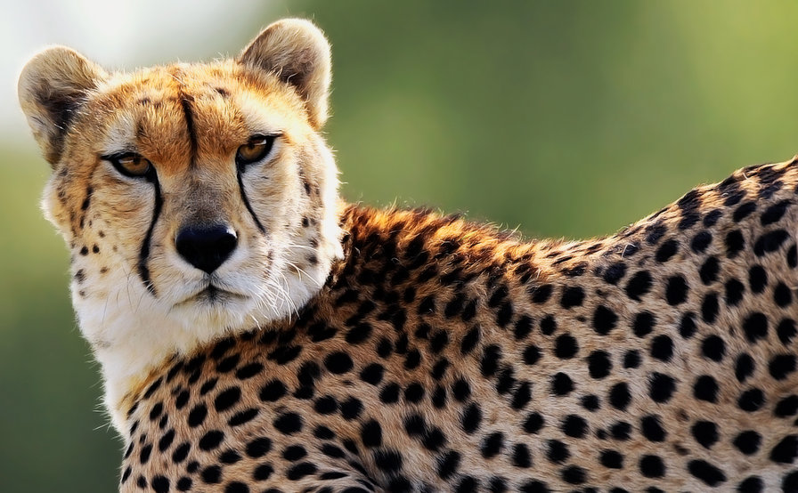 Гепард - гепарды, дикие кошки, животные, кошки, большие кошки - оригинал