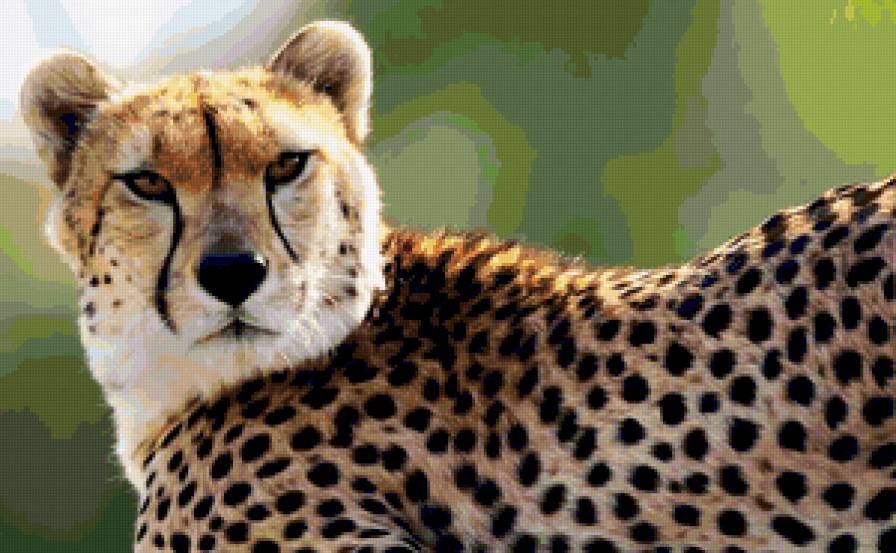Гепард - гепарды, животные, кошки, большие кошки, дикие кошки - предпросмотр