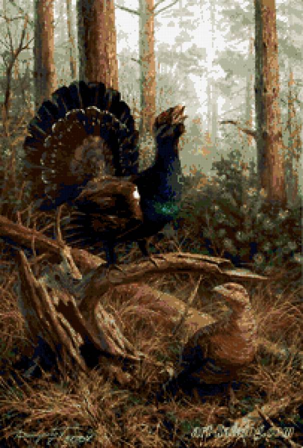 глухари - природа - предпросмотр