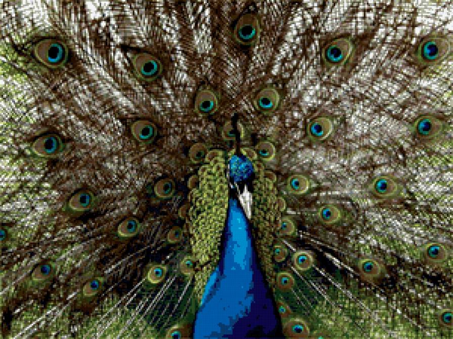 павлин - павлин - предпросмотр