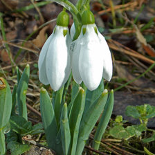Схема вышивки «подснежник»