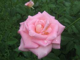 №256230 - цветы, роза - оригинал