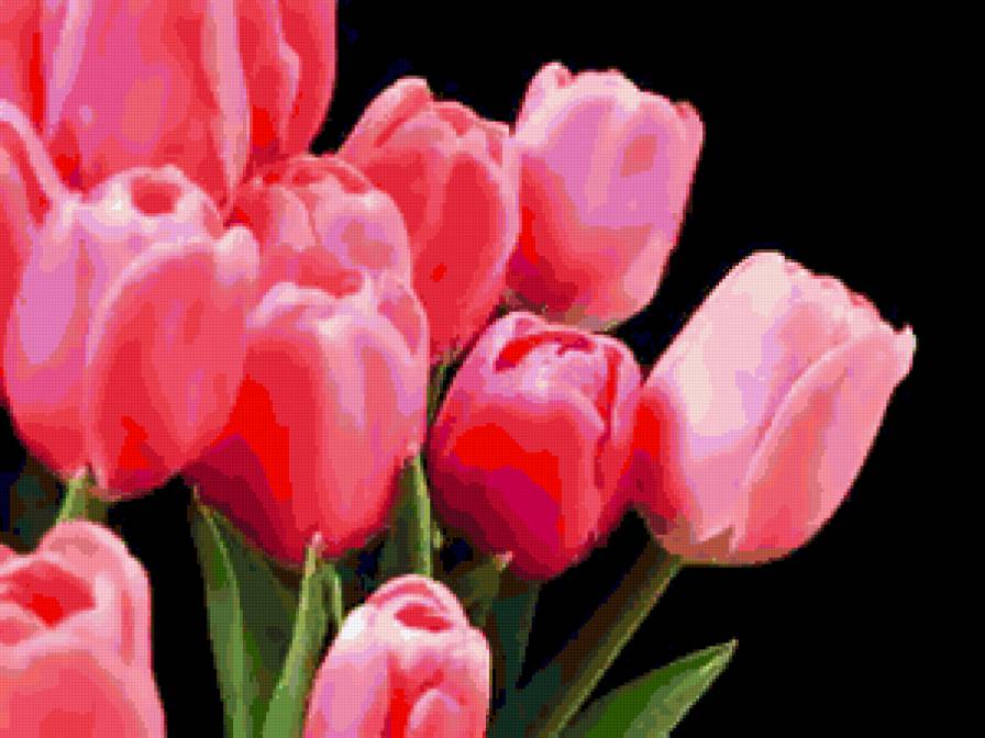 №256240 - тюльпаны, цветы - предпросмотр