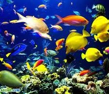 Схема вышивки «№256249»