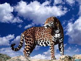 №256251 - животные, леопард - оригинал