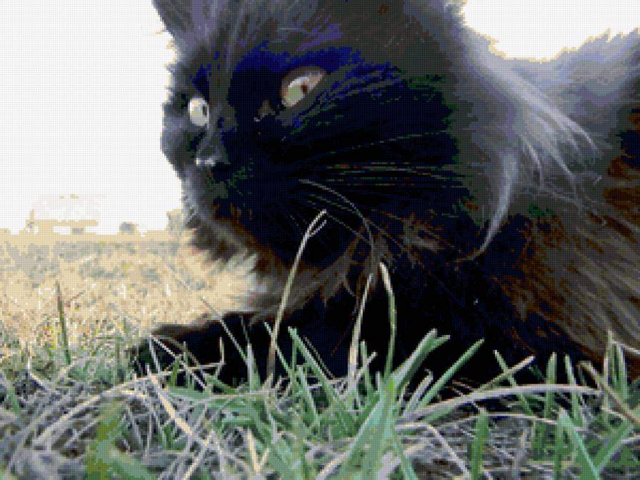 кактус - предпросмотр