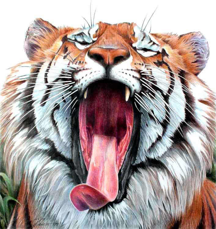 Тигр - дикие кошки, животные, кошки, тигр - оригинал
