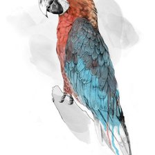 Схема вышивки «попугай»