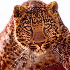 Оригинал схемы вышивки «Леопард на охоте» (№256938)
