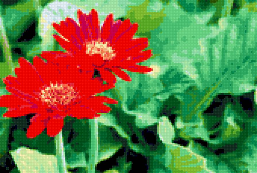 два цветка - цветы - предпросмотр