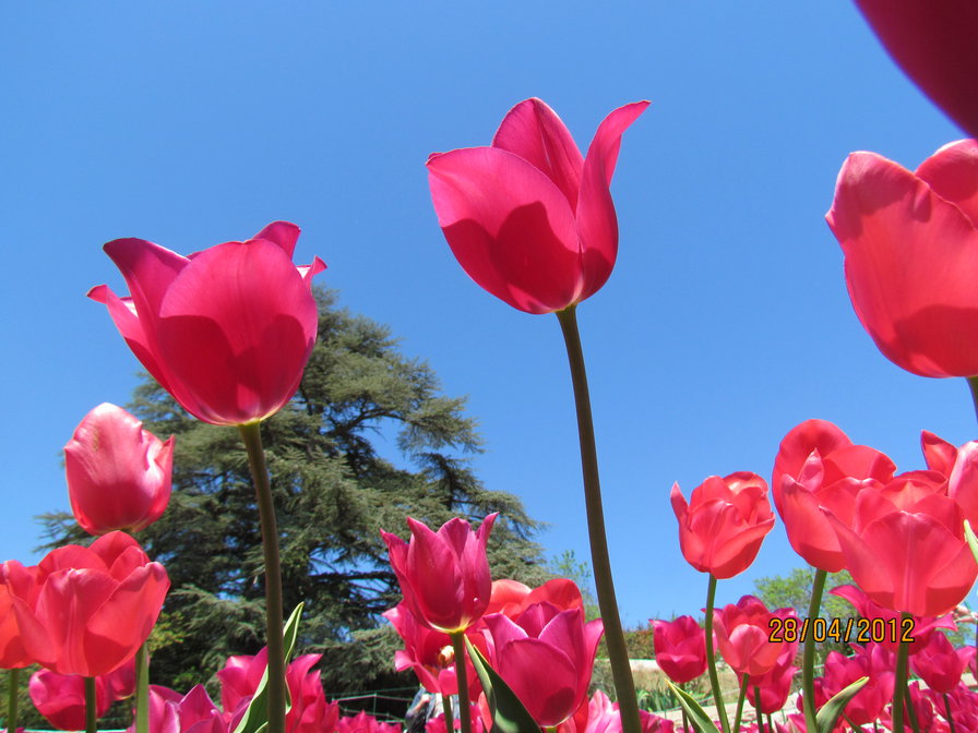 тюльпан - цветы - оригинал