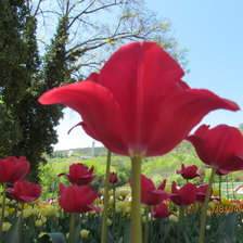 Схема вышивки «тюльпан»