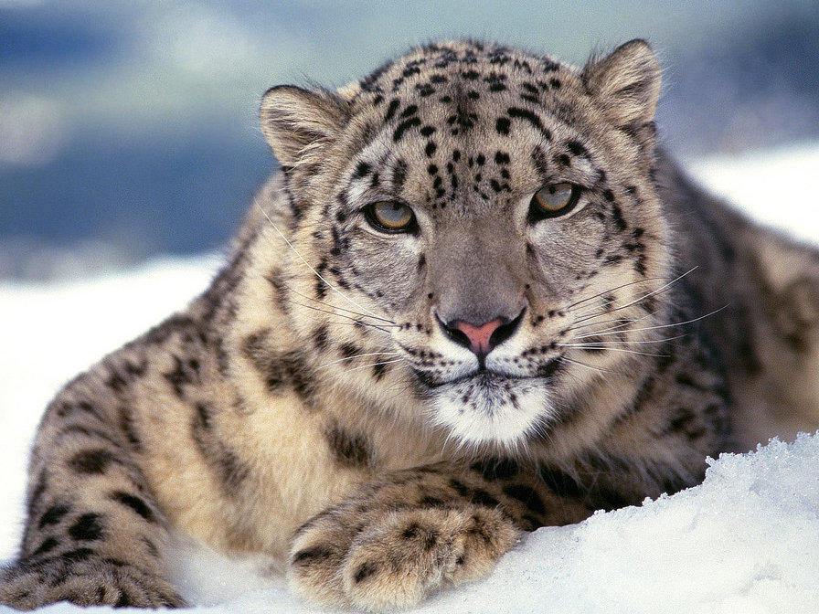 Неугасаемый взгляд - леопард, дикая, взгляд, тигр, хищник, кошка, зверь, зима - оригинал