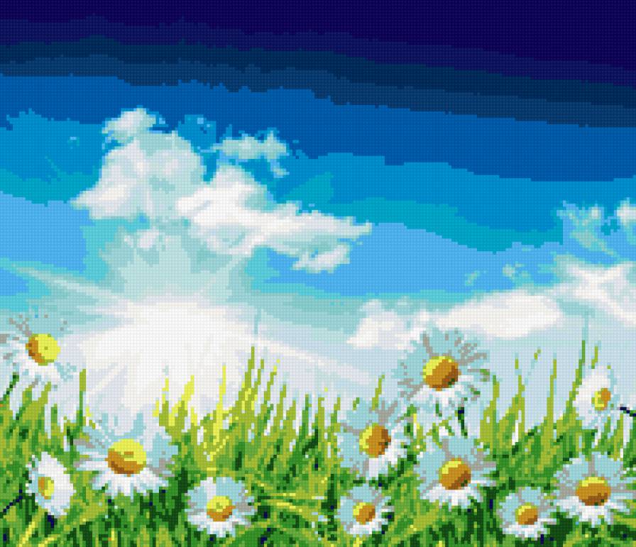 цветы - ромашковое поле - предпросмотр