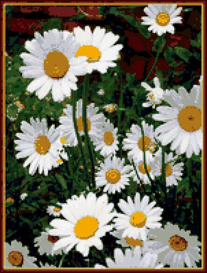 цветы - ромашки в саду - предпросмотр