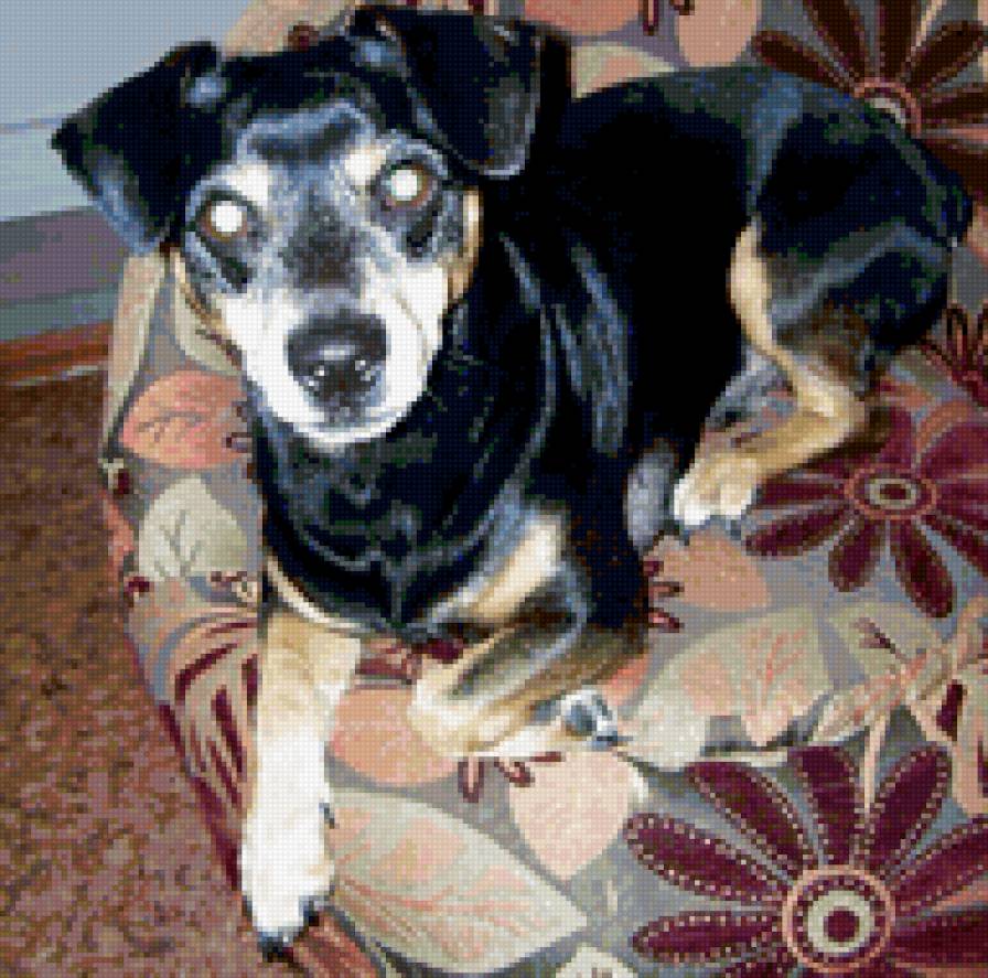 кузя - собака - предпросмотр