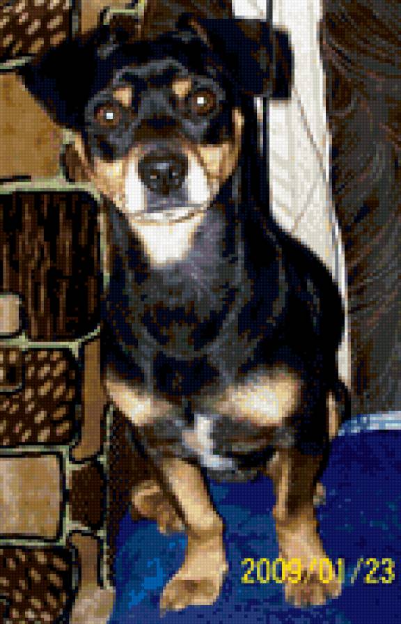 кузема - собака - предпросмотр