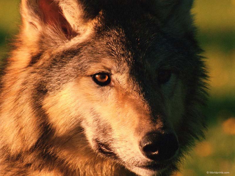 волк2 - оригинал