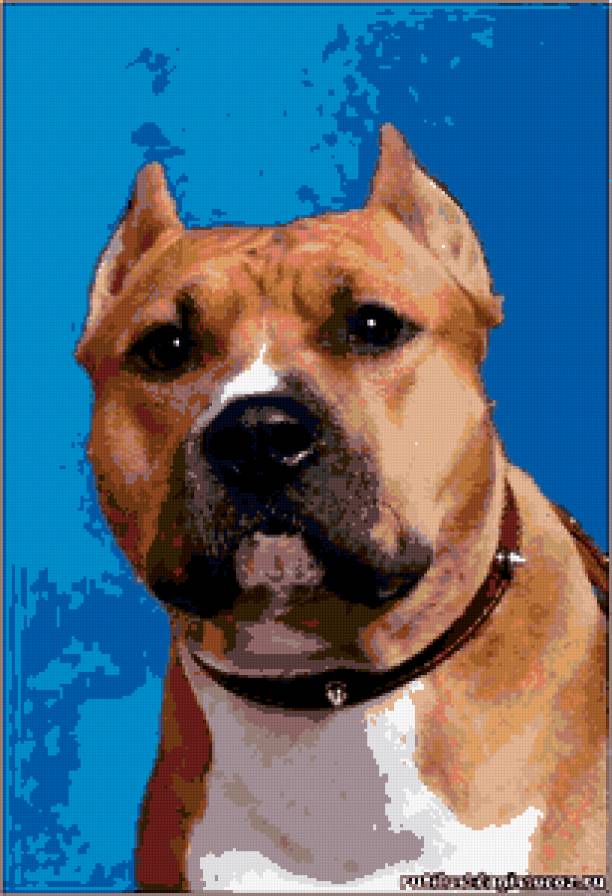 Американский стаффордширский терьер - американский стаффордширский терьер, стафф, собака., стаффорд - предпросмотр