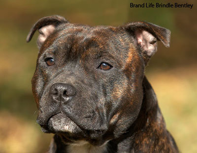 Стаффордширский бультерьер - стаффордширский бультерьер, стаффи, собака. - оригинал