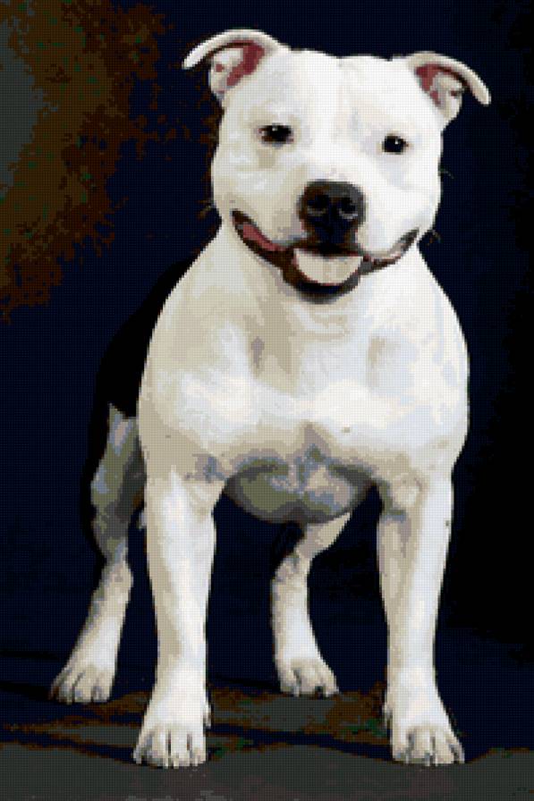 Стаффордширский бультерьер - стаффи, собака., стаффордширский бультерьер - предпросмотр