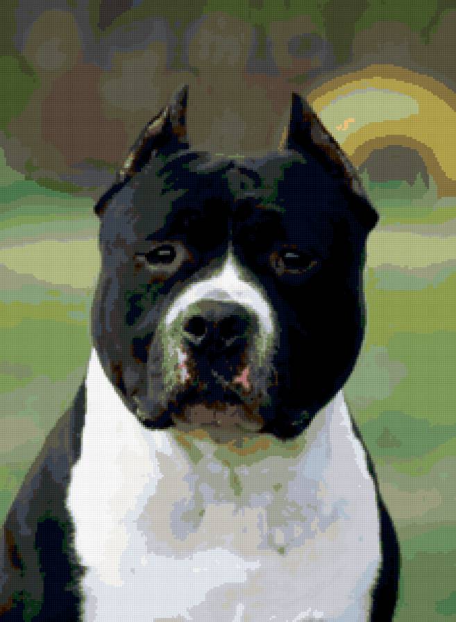 Американский стаффордширский терьер - американский стаффордширский терьер, стафф, стаффорд, собака. - предпросмотр