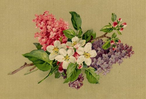цветы весны - сирень, букет, цветы, весна - оригинал