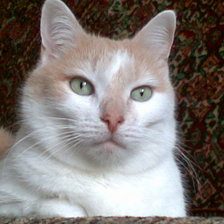 Схема вышивки «"Кузьма" Мой любимый кот»