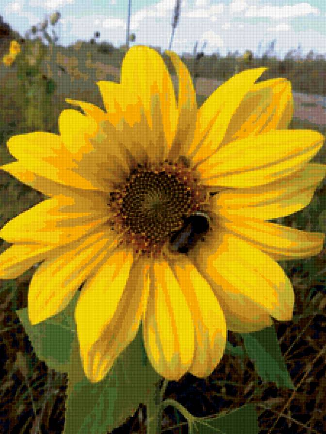 подсолнух - подсолнух, цветок, природа - предпросмотр