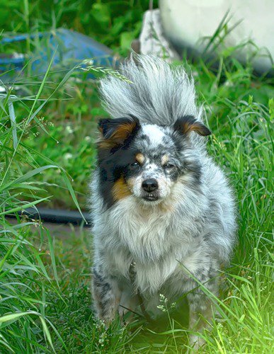 собачьи - оригинал