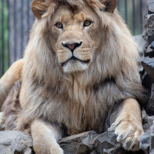 Схема вышивки «царь зверей»
