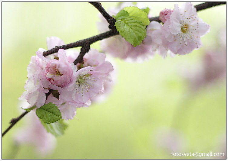 ветка яблони - картина природа весна ветка - оригинал