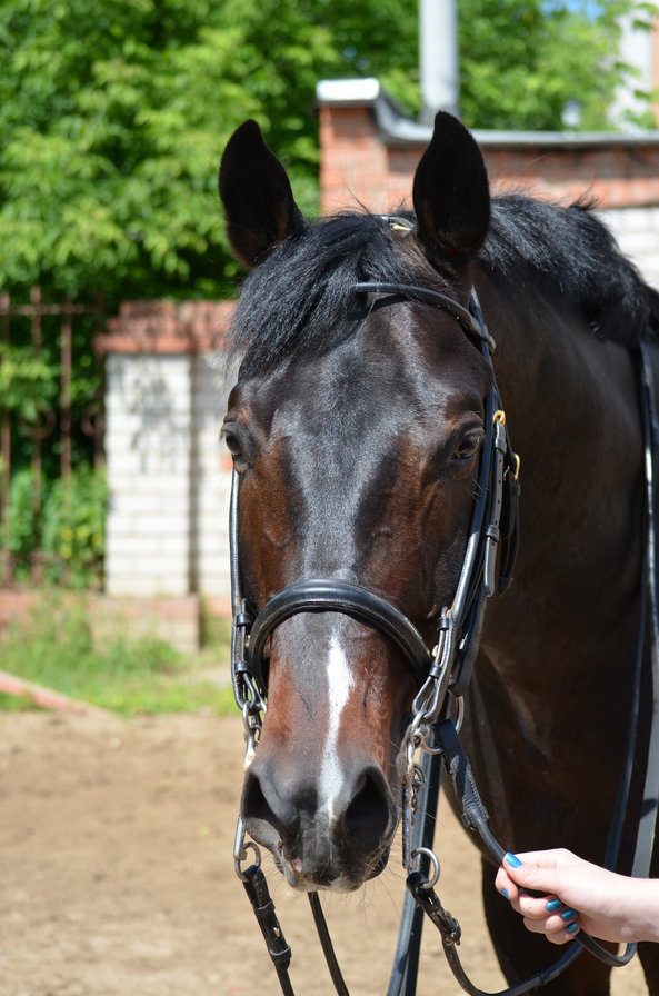 Жеребец Ландерно - лошади, иваново - оригинал