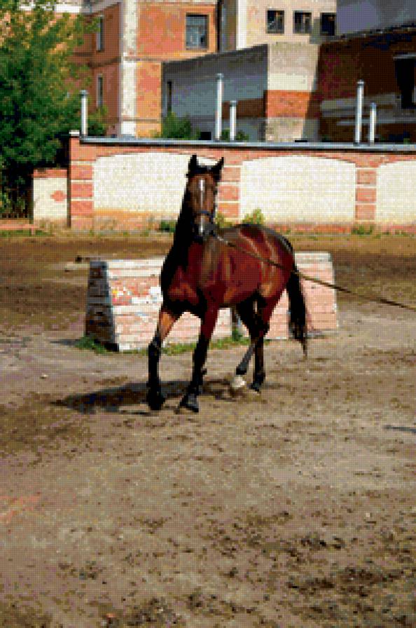 Мерин Артист - лошади, иваново - предпросмотр