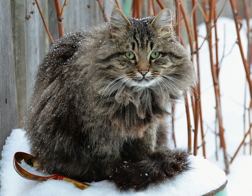 №258225 - кошачьи - оригинал