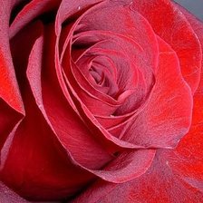 Схема вышивки «роза»