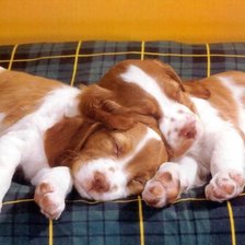 Серия СОБАКИ. Спящие щенки