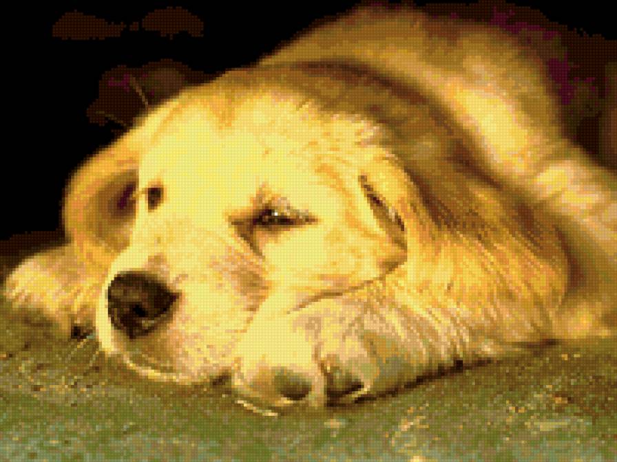 Серия СОБАКИ. Друг - дружба, щенок, лабрадор, собака - предпросмотр