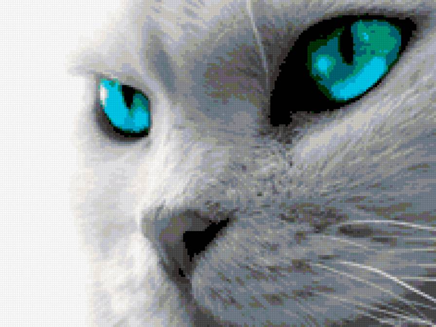 Серия КОШКИ. Взгляд - взгляд, животные, глаза, кошки - предпросмотр