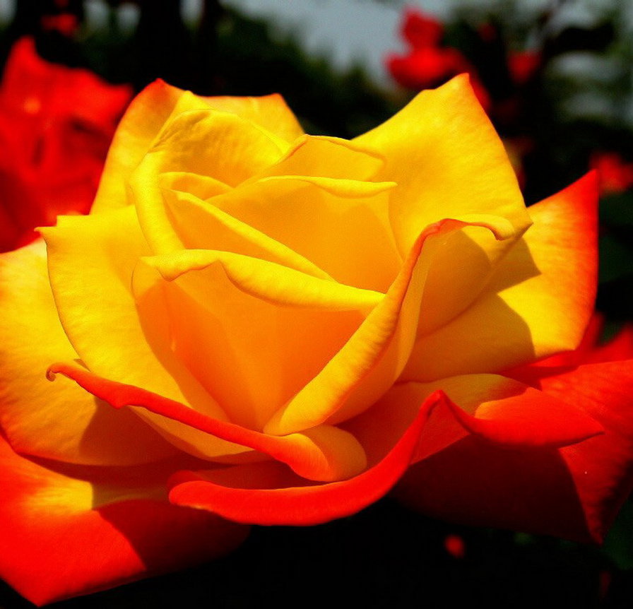 Серия ЦВЕТЫ. желтая роза - желтая роза, подушка, роза, цветы - оригинал
