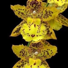 Оригинал схемы вышивки «Желтая орхидея» (№258418)