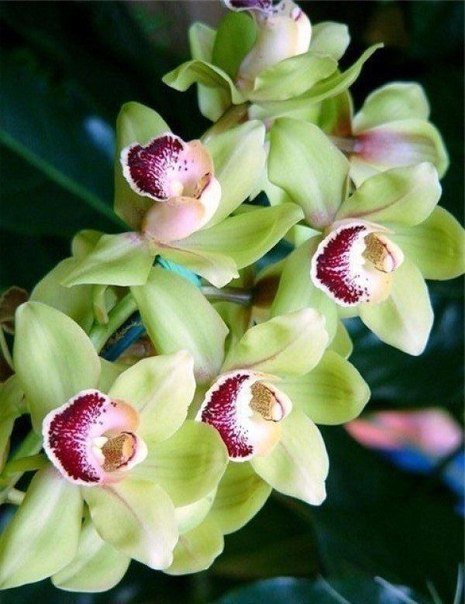Зеленая орхидея - цветы, орхидея - оригинал