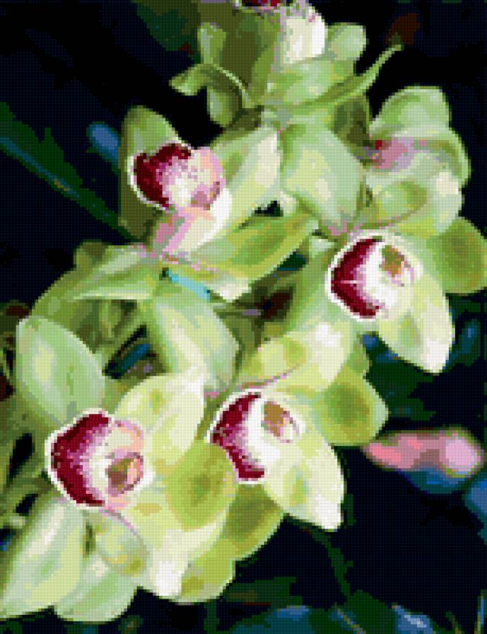 Зеленая орхидея - цветы, орхидея - предпросмотр