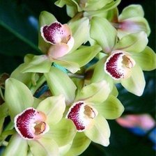Зеленая орхидея