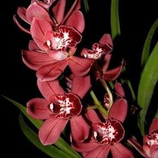 малиновая орхидея