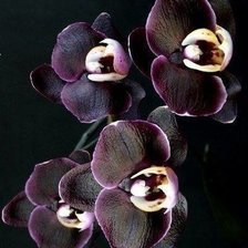 Оригинал схемы вышивки «Черная орхидея» (№258423)