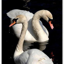 Оригинал схемы вышивки «Лебеди» (№258511)